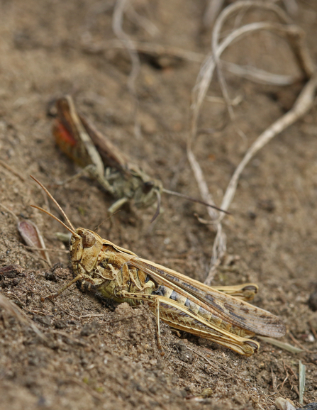 Field grasshopper in foreground that's creamy-yellow in colour; out of focus one in distance is greener and with orange on body. Antennae are short and hind legs are long.