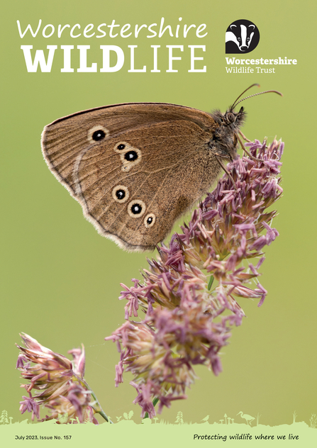 Front cover of summer 2023 magazine featuring a ringlet butterfly (brown with beige/black rings on the wing) sitting on a flowering grass head (by Ross Hoddinott/2020VISION)