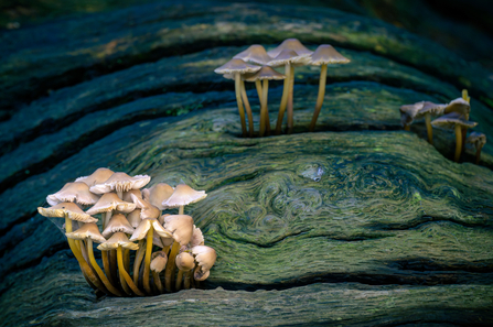 Two groups of bonnets emerging from tree bark/trunk