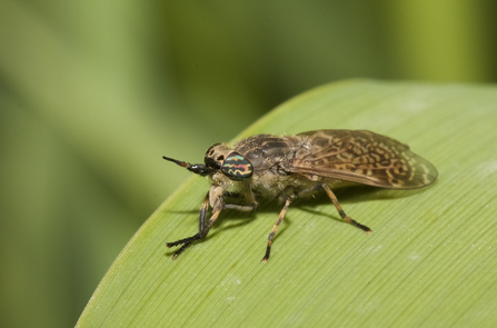 Notch-horned cleg perched on a leaf