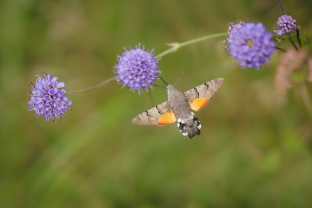 A hummingbird hawk-moth flying towards a flower