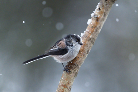 A long-tailed tit perched on a snowy branch