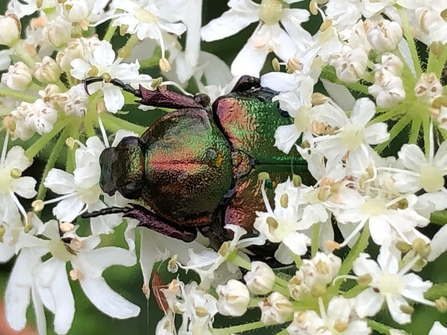 Noble chafer beetle (metallic green colour) nestled in creamy-white hogweed flowers by Catharine Jarvis