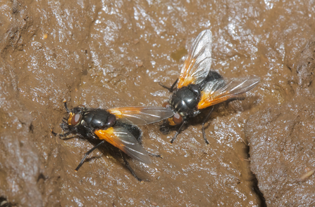 Two noon flies perched on wet mud