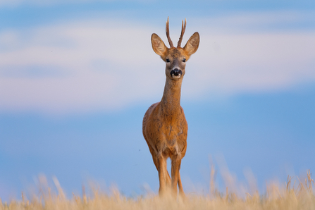 A roe buck stood in a grass field staring at the camera