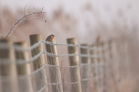 Stonechat perched on a frosty fence post
