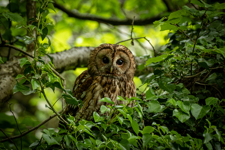 A tawny owl perched on a branch looking at the camera