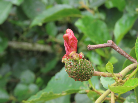 Red growth coming out of the top of a green alder cone at the end of a twig by Rosemary Winnall