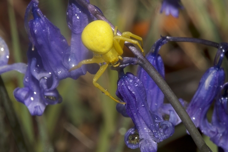 A crab spider on a bluebell flower in the rain