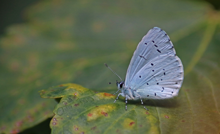 Holly blue butterfly (pale blue underwings with black spots) sitting on a leaf by Simon Lampitt