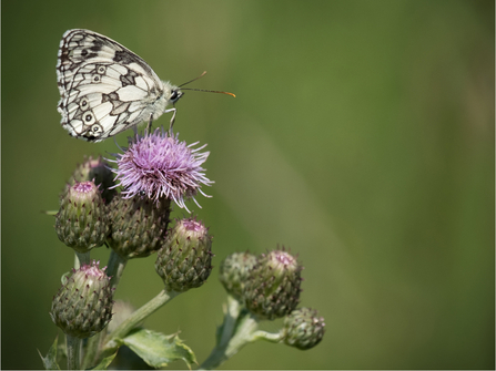 Marbled white butterfly (chequered cream and dark grey patterning) sitting on lilac flower of thistle by Basil Sawczuk