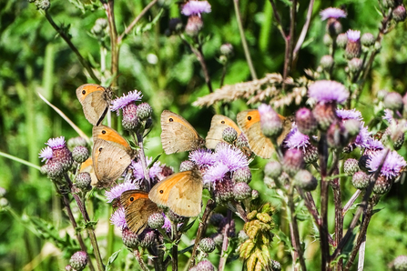 Lots of meadow brown butterflies on lilac flowers of creeping thistle by Paul Lane