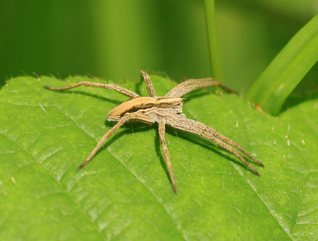A nursery web spider perched on a green leaf