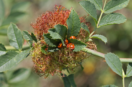 Robin's pincushion - 'fluffy' red gall on rose stem - with several 7-spot ladybirds hiding amongst it and the surrounding green leaves by Wendy Carter
