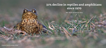 Image of a common toad looking at the camera with the words '31% decline in reptiles and amphibians since 1970. Ref: State of Nature 2023' written alongside. Photo by Wendy Carter