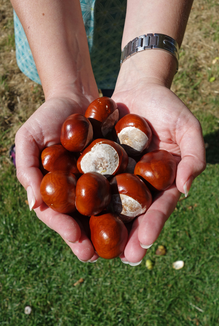Pile of conkers in cupped hands by Steve Bloomfield