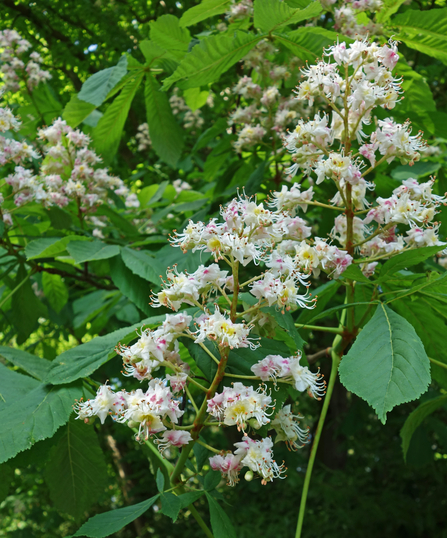 Upright 'candle' of horse chestnut flowers - creamy white with flecks of lemon and pink in them - by Wendy Carter