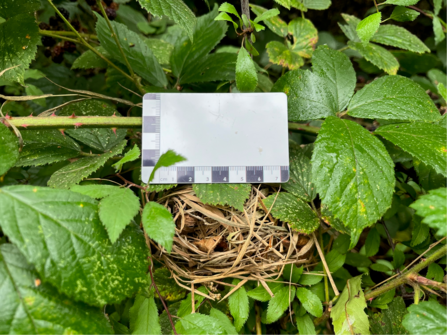 Natural dormouse nest hidden in a hedgerow. There is a card measuring its width above.