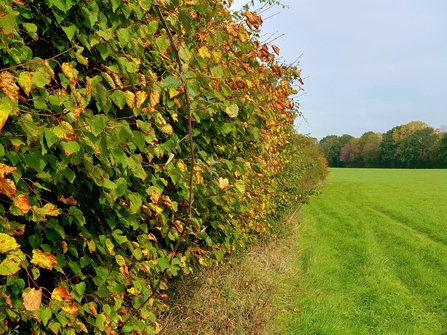 Hedge stretching away in the distance, with leaves just starting to change colour by Paul Lane