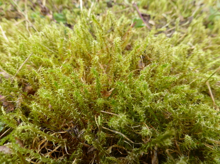 Springy turf-moss