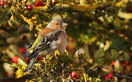 Chaffinch sitting in a hawthorn tree on a sunny autumn day by Wendy Carter