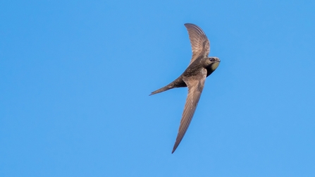 Swift in flight with wings swept back against a blue sky 