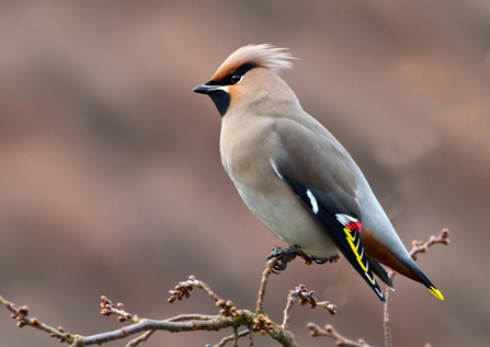 Waxwing sitting on a branch with yellow wing flashes and red 'wax' tips on feathers showing by Dave Grubb