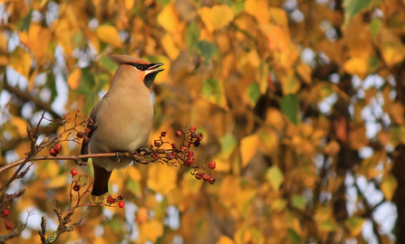 Waxwing on a branch with berries on and a background of autumn leaves by Wendy Carter