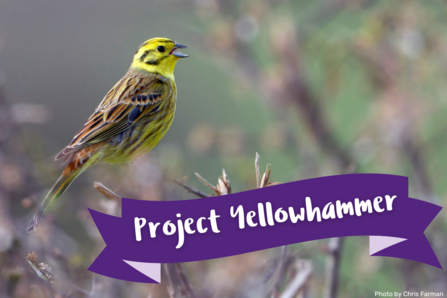 Photo of a male yellowhammer bird sitting amongst vegetation with a 'ribbon' that has Project Yellowhammer written on it