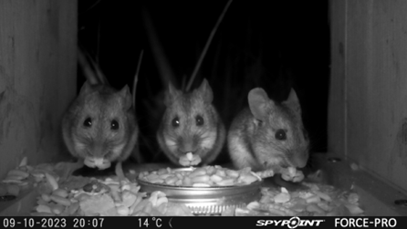 Three mice eating the food left at Lower Smite Farm