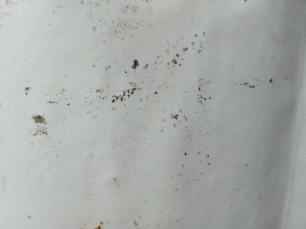 Shrew footprints from a footprint tunnel at Dropping Well Farm