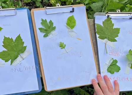 Clipboards with leaves attached and the tree identification written on by children