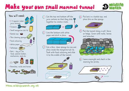 Illustrated instructions for making a small mammal footprint tunnel
