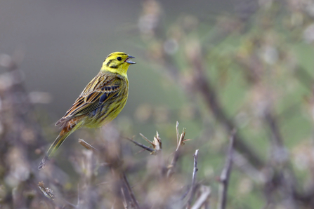 Yellowhammer perched on a branch. The background is slightly blurred.