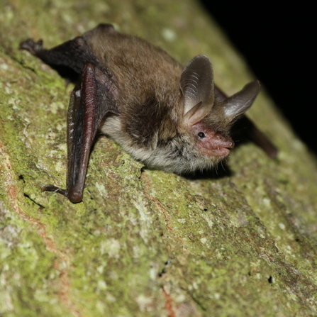 Bechstein's bat on a tree trunk by Chris Damant