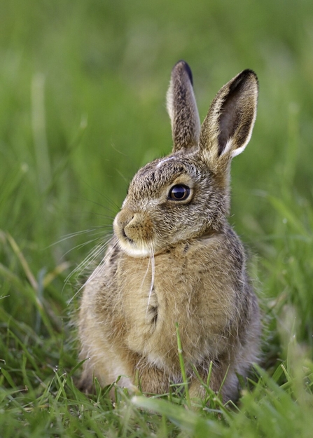 Brown hare leveret sitting in grass by Andy Rouse/2020VISION