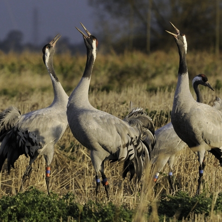 Four common cranes with their beaks open, displaying to each other