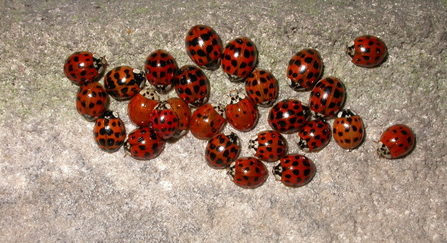 Harlequin ladybirds grouped together on stone by Philip Precey
