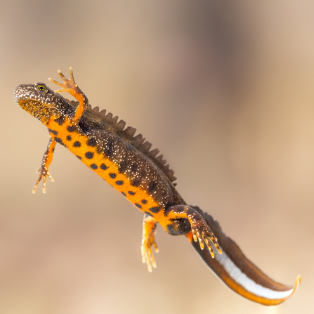 Great crested newt floating in water