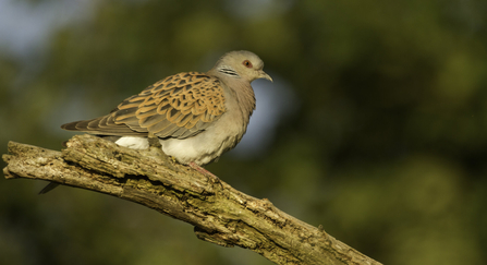 Turtle dove perched on a tree branch