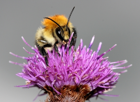 Common carder bee by Wendy Carter