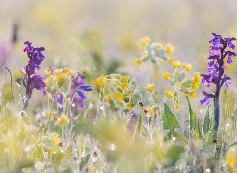 Cowslips and orchids by Robin Couchman