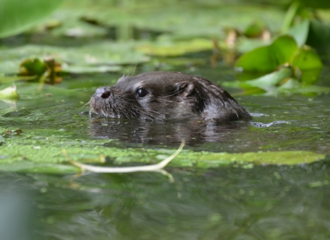 Otter swimming by Mark Everett