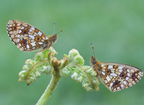 Small pearl-bordered butterflies facing each other on a piece of bracken by David Oliver