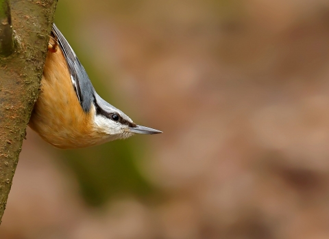 Nuthatch by John Caswell