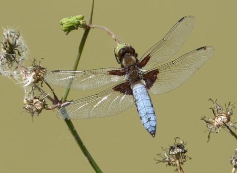 Male (blue) broad-bodied chaser perching on a thin stem by Gail Hampshire