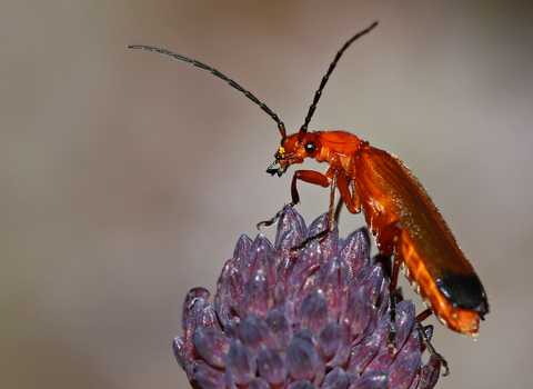 Common soldier beetle looking at the camera (mainly red/orange body with dark tips to wing cases and long antennae) by Wendy Carter