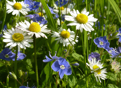 Daisies and speedwell by Pat Pitt