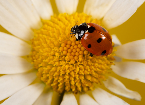 7-spot ladybird on white and yellow ox-eye daisy flowerhead by Jon Hawkins/SurreyHillsPhotography