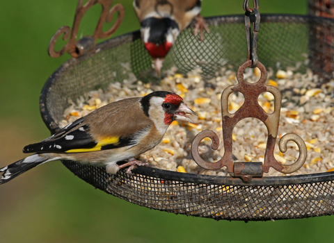 Goldfinch on feeding tray by Wendy Carter